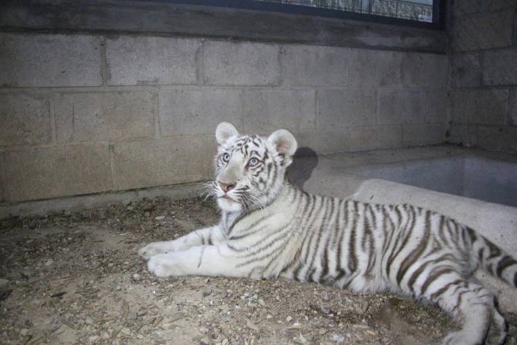 Tigre deambulaba en calles de Tlajomulco