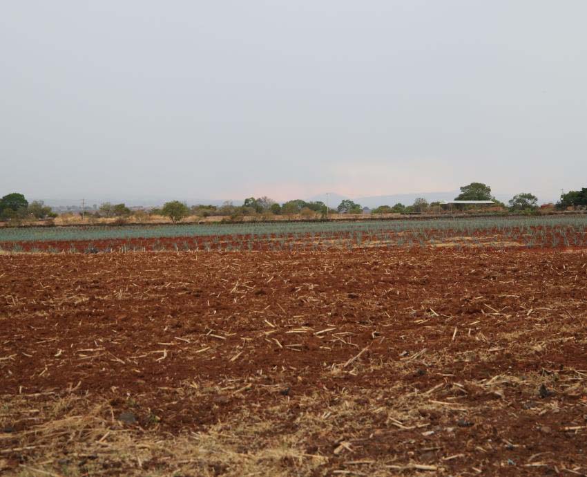 Expansión tequilera, a costa del ambiente 
