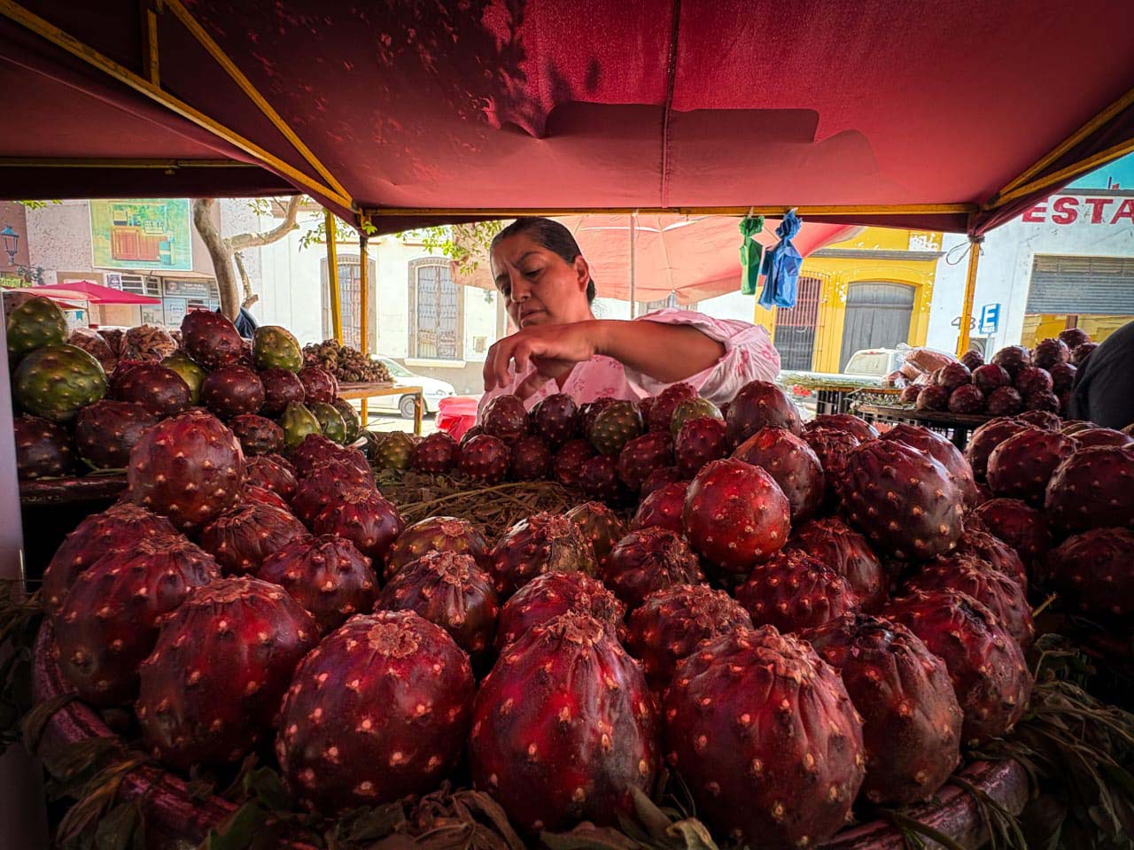 Inicia venta de pitaya, pero prevén menor producción