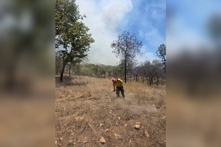 Se registra incendio en el bosque La Primavera en Tala