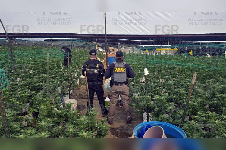 Aseguran invernadero con más de mil 400 plantas de marihuana en Tequila