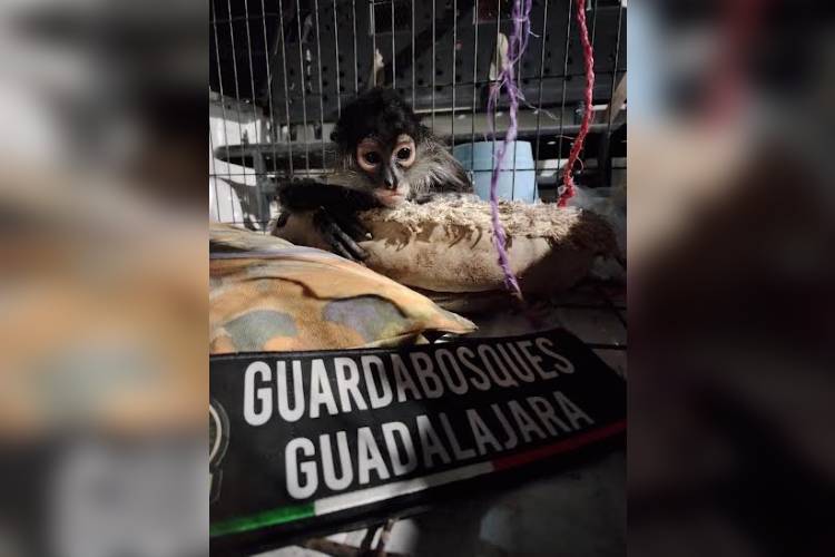 Aseguran mono araña en casa de Guadalajara