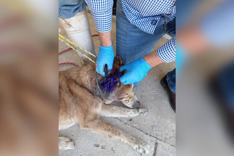 Van 12 casos de gusano barrenador en mascotas