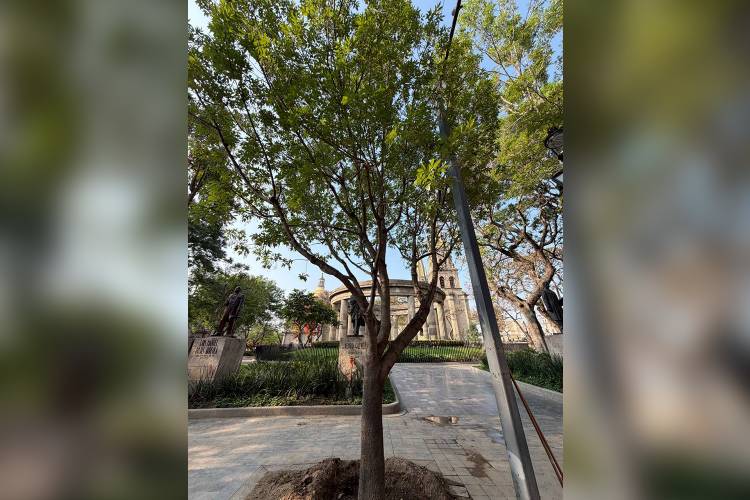 Ponen fresno tras caída de árbol en la Rotonda 
