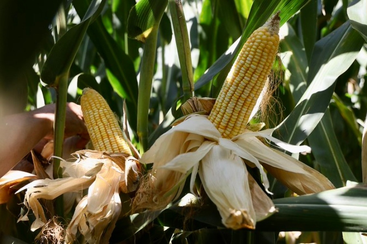 Presumen exportaciones en el agro por 28 mdp 