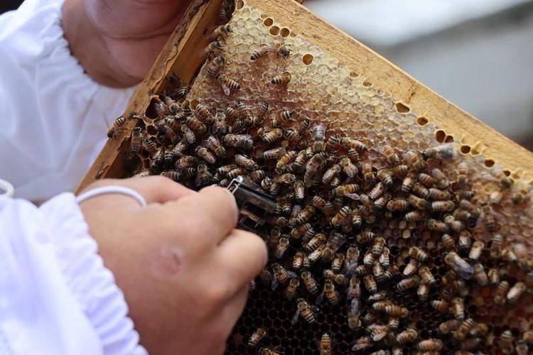 Productores apícolas de Tlajomulco reciben apoyos económicos