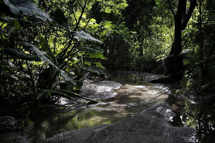 AMBU, con cursos de verano en bosques 