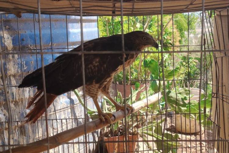 Aseguran águila en peligro en Unión de Tula