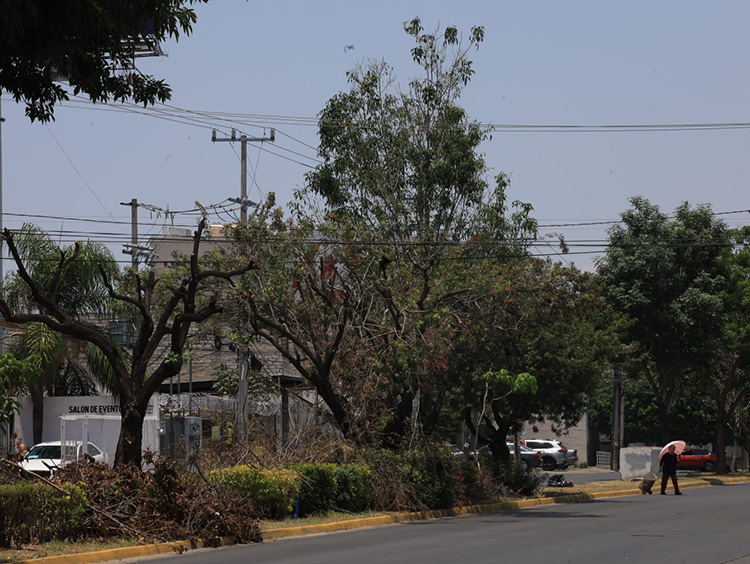 Denuncian poda severa de árboles en Av. Río Nilo