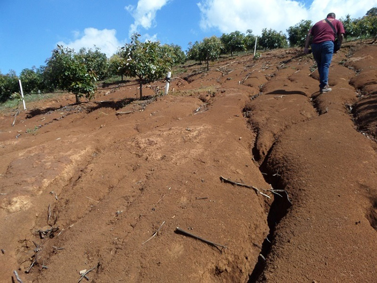 'Crecen' aguacateras en sierra deforestada
