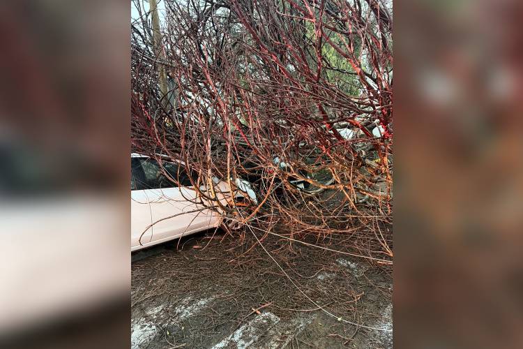 Prevén más caída de árboles durante temporal en Guadalajara