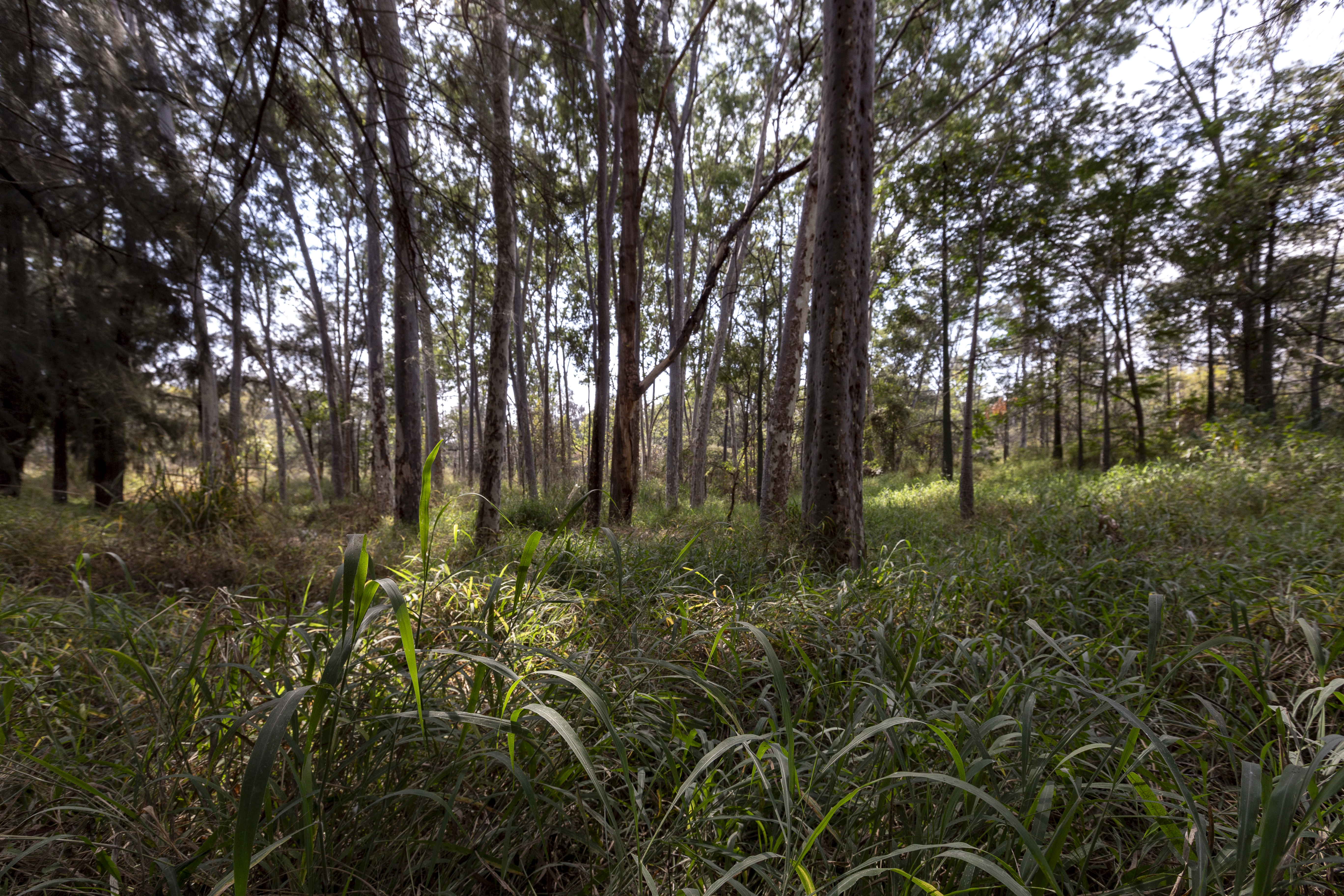 Llaman a fortalecer cultura ambiental 