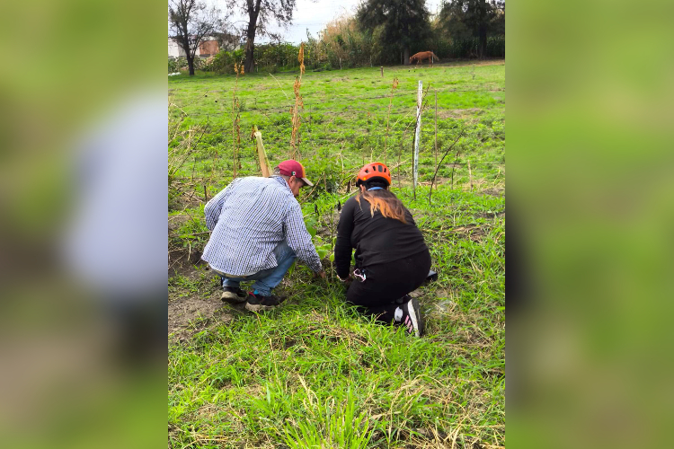 Plantan 150 árboles en Tala; van por más