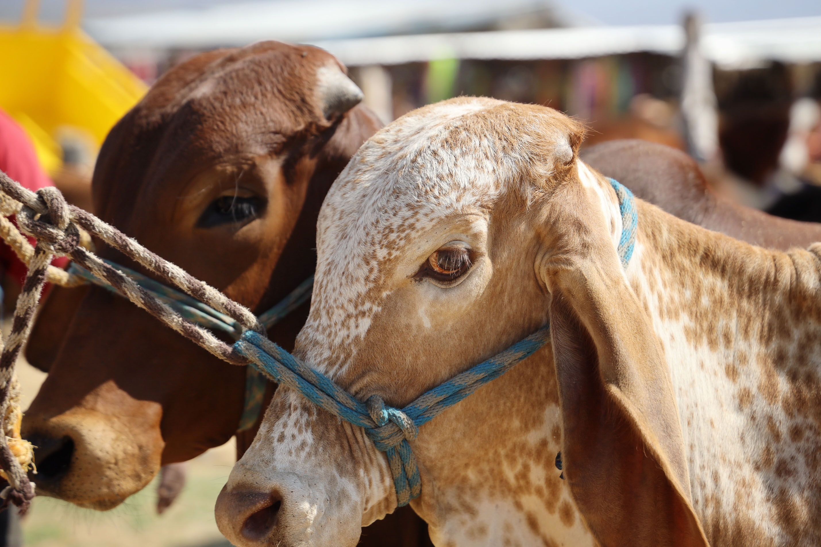 Estados Unidos suspende exportaciones de ganado a México por casos de gusano barrenador