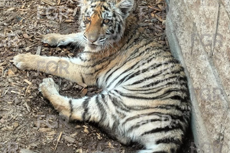 Asegura FGR tigre y otras especies durante cateo en Zapopan