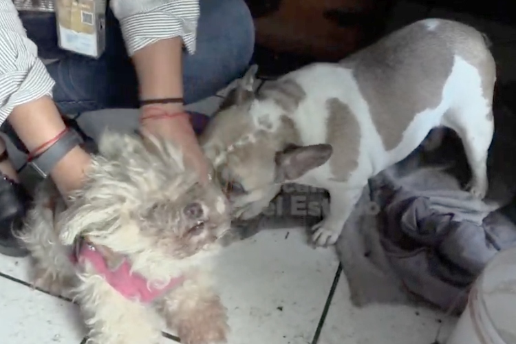 Rescatan a dos perros en estado de abandono durante cateo por crueldad animal
