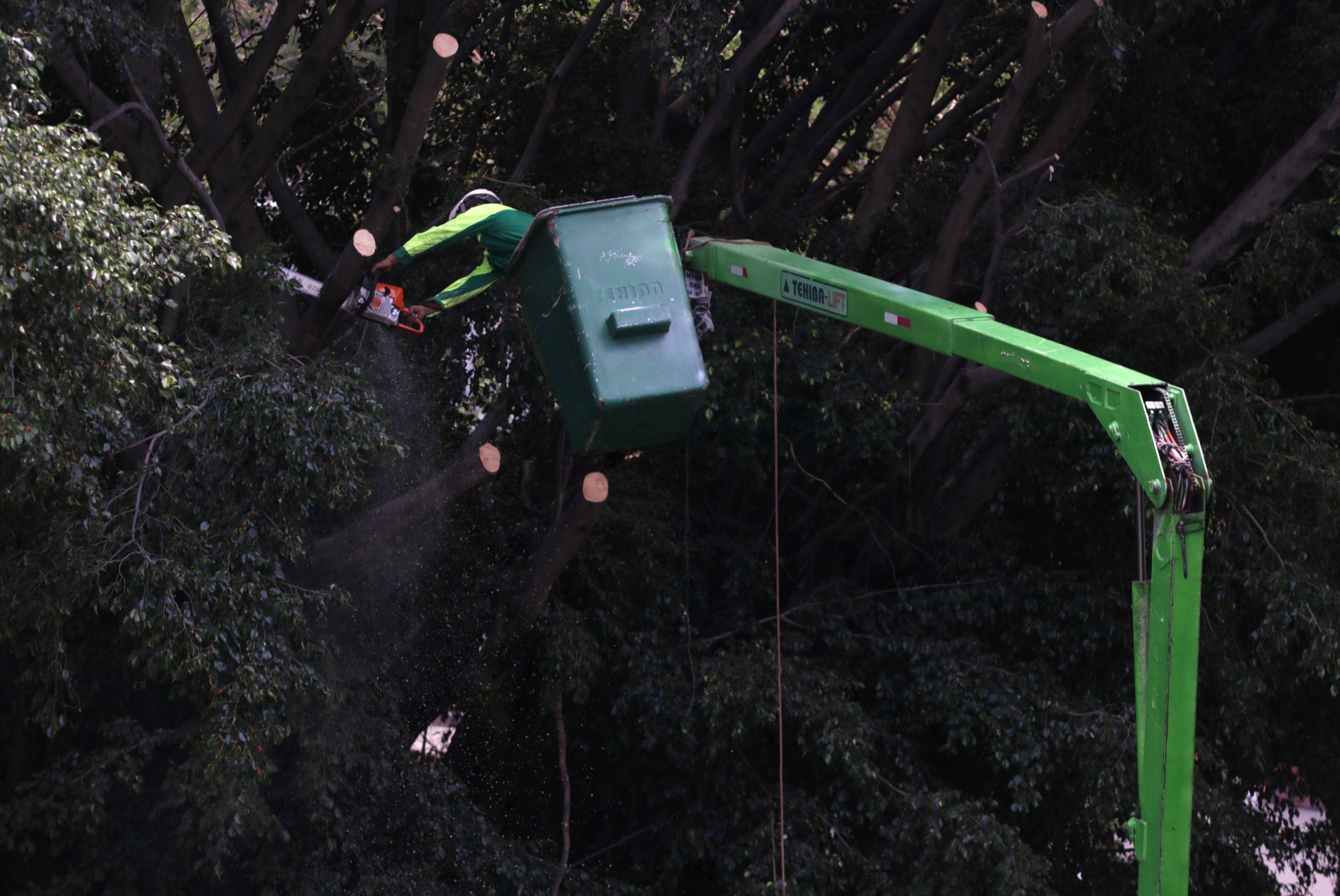 Podan 8 mil árboles y retiran 850 ante temporal en Guadalajara