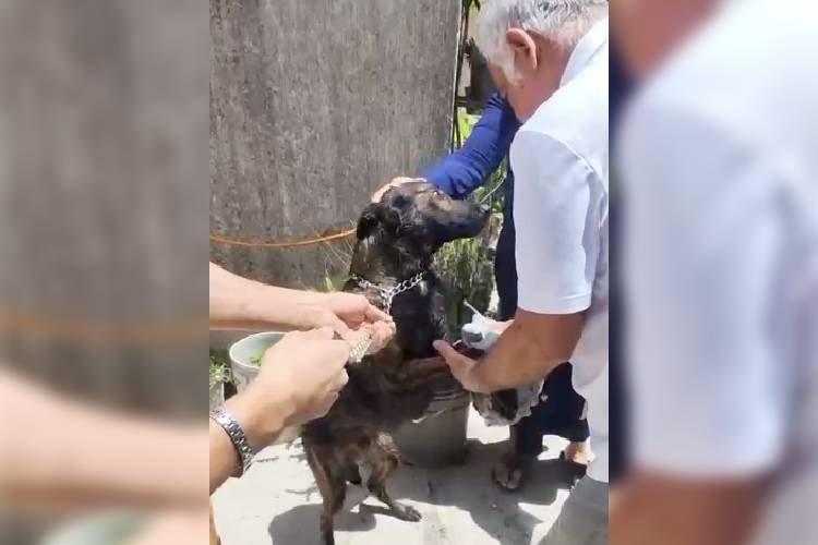 Rescatan a perro que cayó a un pozo
