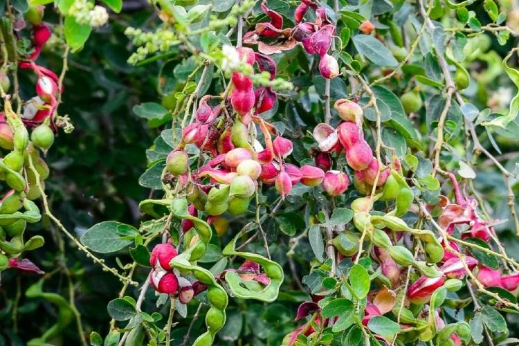 Alertan por metales pesados en frutos de árboles urbanos