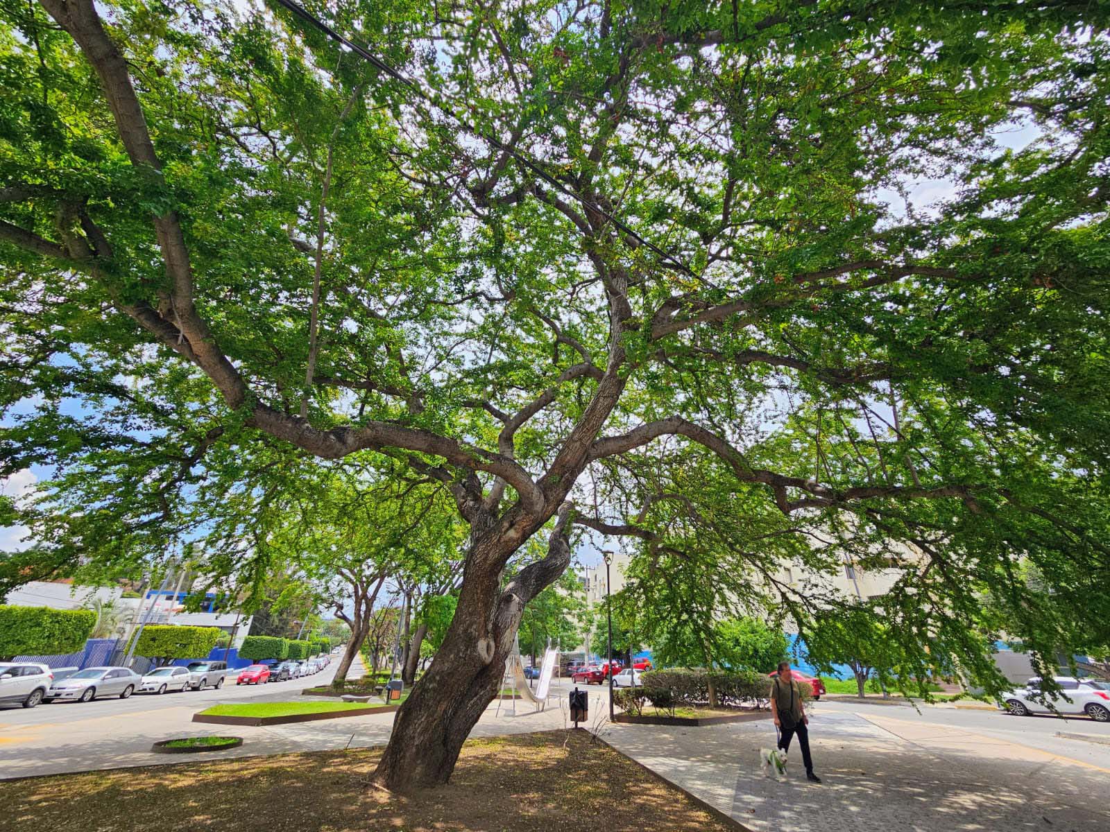 Alertan por metales pesados en frutos de árboles urbanos