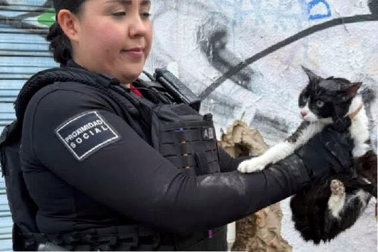 Rescatan a perro y a un gatito en distintos operativos