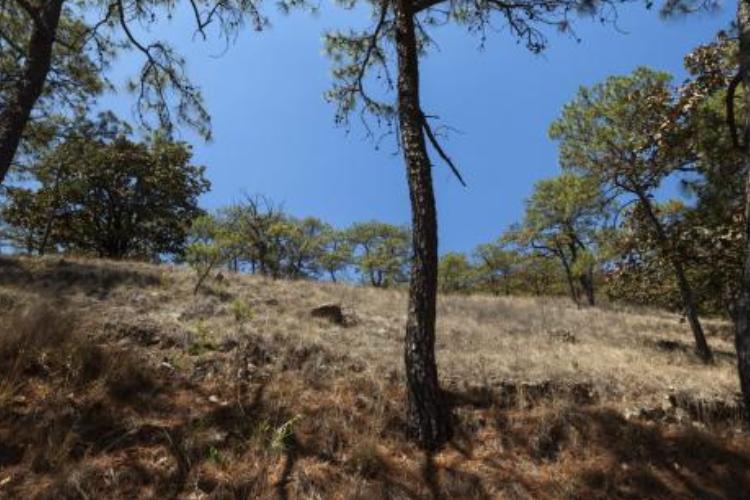 CUCBA convoca a jornada de reforestación en La Primavera
