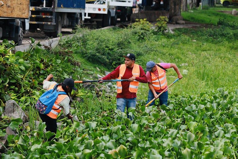 Limpian muelles y retiran lirio acuático en la Laguna de Cajititlán