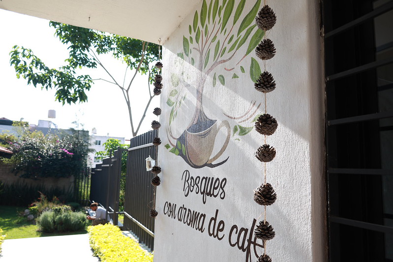 Invitan a recorrido para conocer los hongos silvestres en Colomos III