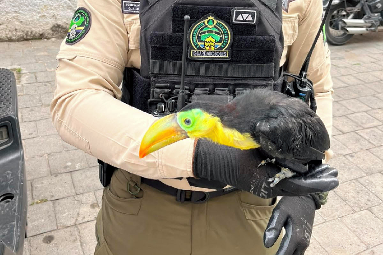 Guardabosques rescatan un tucán en calles de Guadalajara