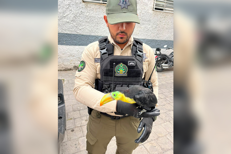 Guardabosques rescatan un tucán en calles de Guadalajara