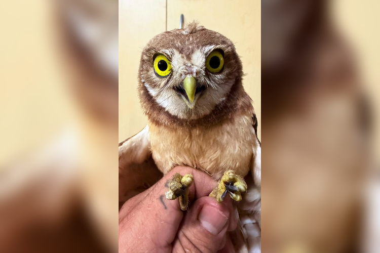 Rescatan a un tecolote llanero; presenta daños