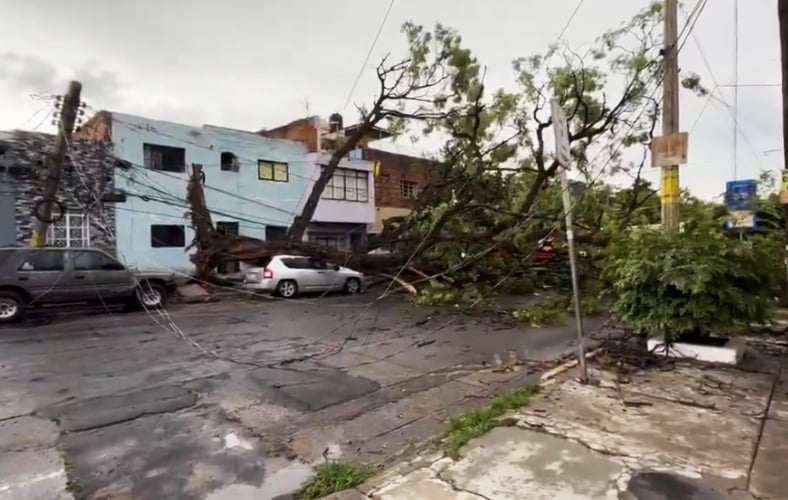 Fuertes vientos derriban árboles y provocan daños materiales