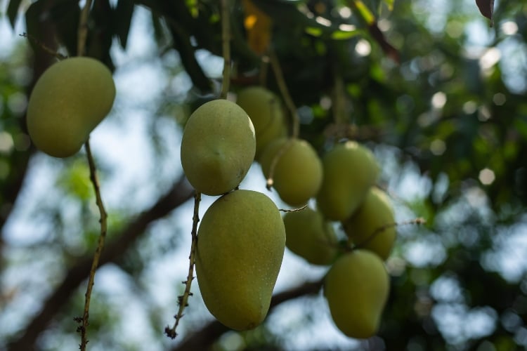 Jalisco es el sexto exportador de mango del país