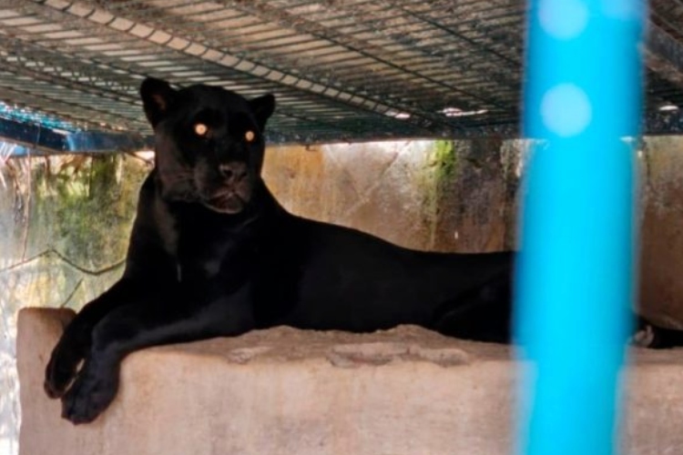 Aseguran pantera, leopardos y caballos durante cateo