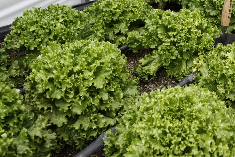 Culpan a lechuga mexicana por brote de ciclosporiasis en EUA