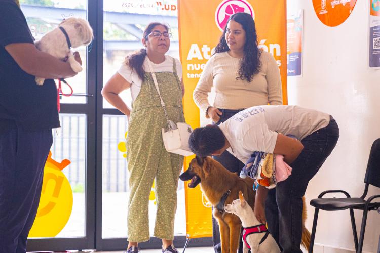 Zapopan realizará jornada gratuita de salud animal para perros y gatos