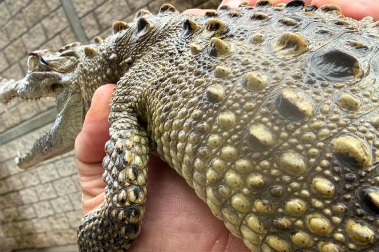 Resguardan en Tlajomulco a cocodrilo localizado en calles de Tonalá