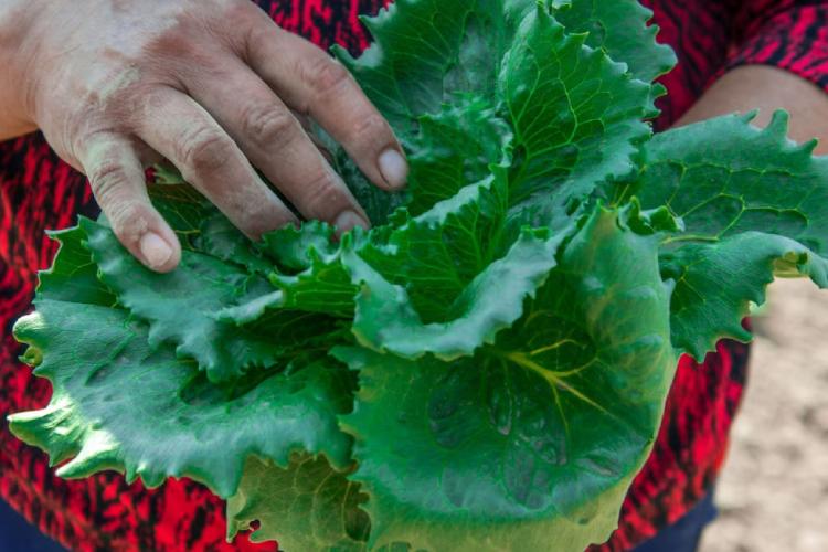FDA descarta contaminación en lechuga mexicana