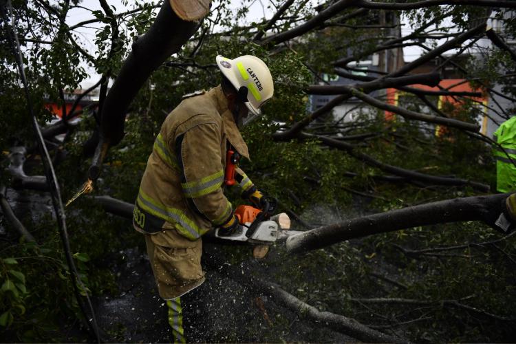 Caen al menos 50 árboles en la ZMG tras tormenta nocturna