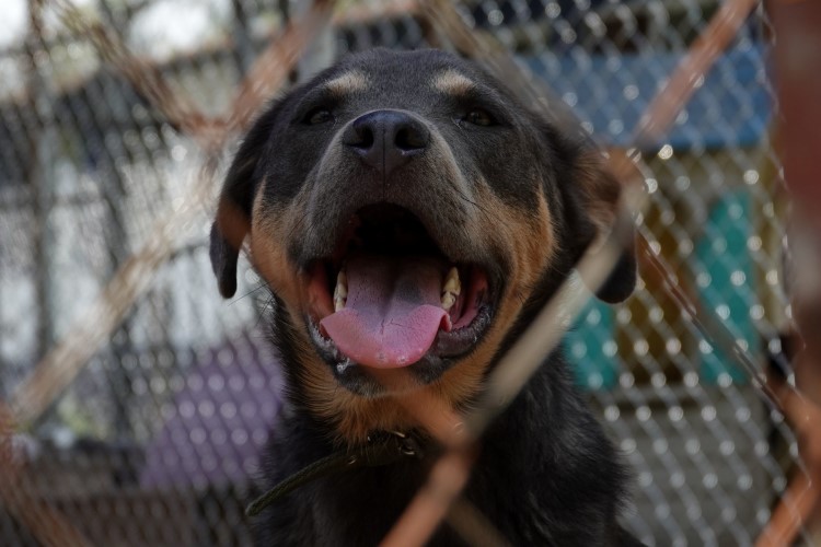 Impulsan vacunación y esterilización de mascotas