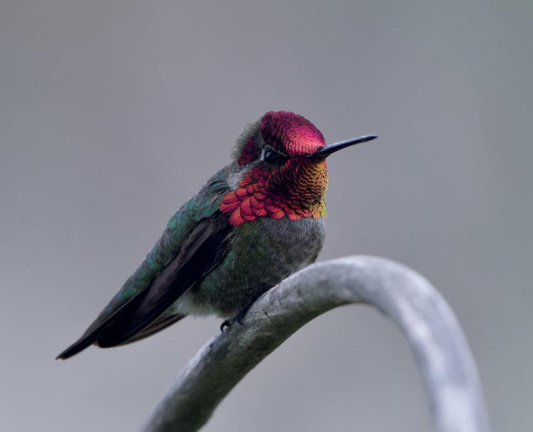 Registra Jalisco por primera vez avistamiento de colibrí cabeza roja