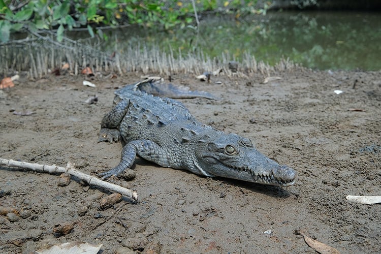 Llaman a prevención ante fauna silvestre