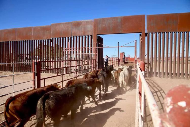 Reanudará la importación de ganado mexicano a Estados Unidos en agosto