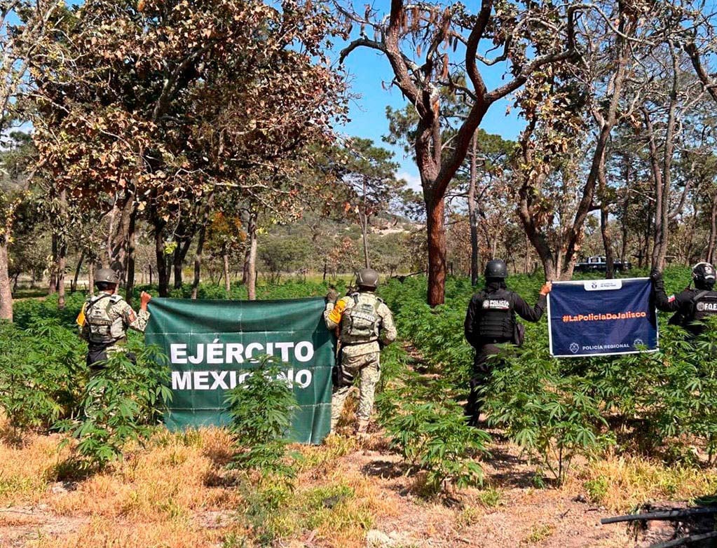 Destruyen plantío de marihuana en Tequila