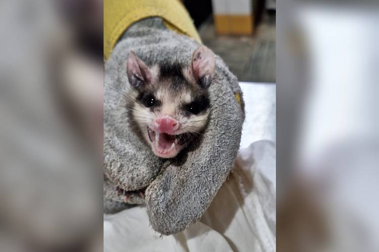 Rescata AMBU a 236 animales durante segundo trimestre