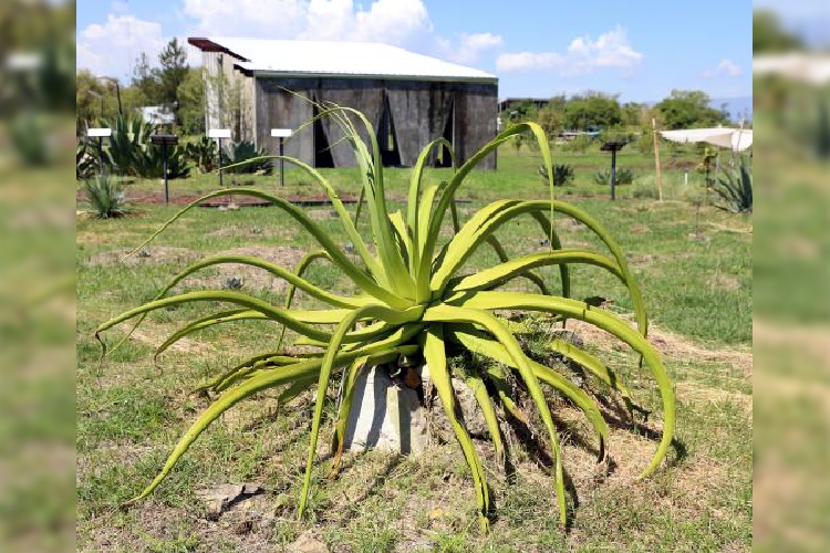 Jardín etnobiológico de CUValles resguarda 220 especies de plantas de Jalisco