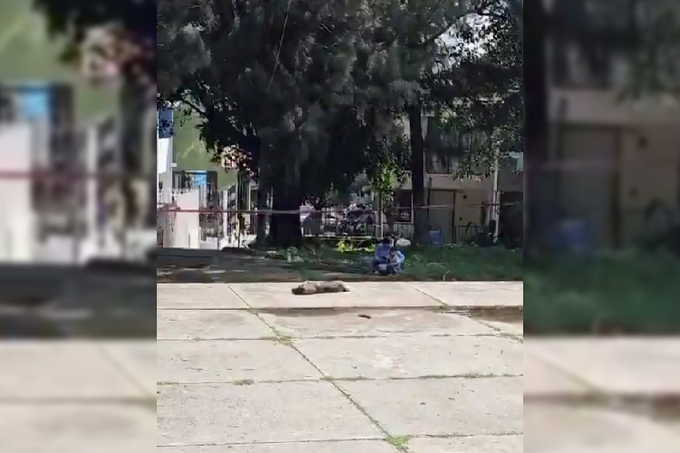 Perrita muere asesinada de un balazo en Miravalle