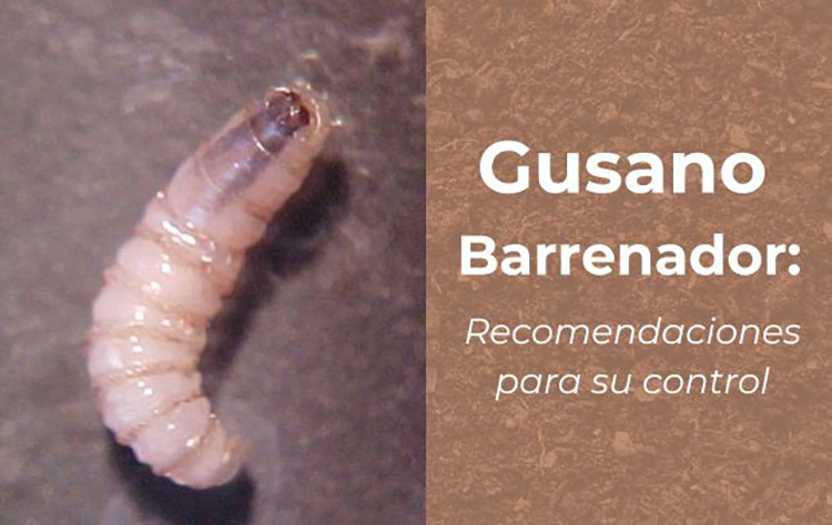 Dan de alta a mujer que se infestó de gusano barrenador