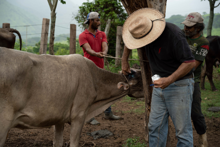 Jalisco acumula 944 casos de gusano barrenador 