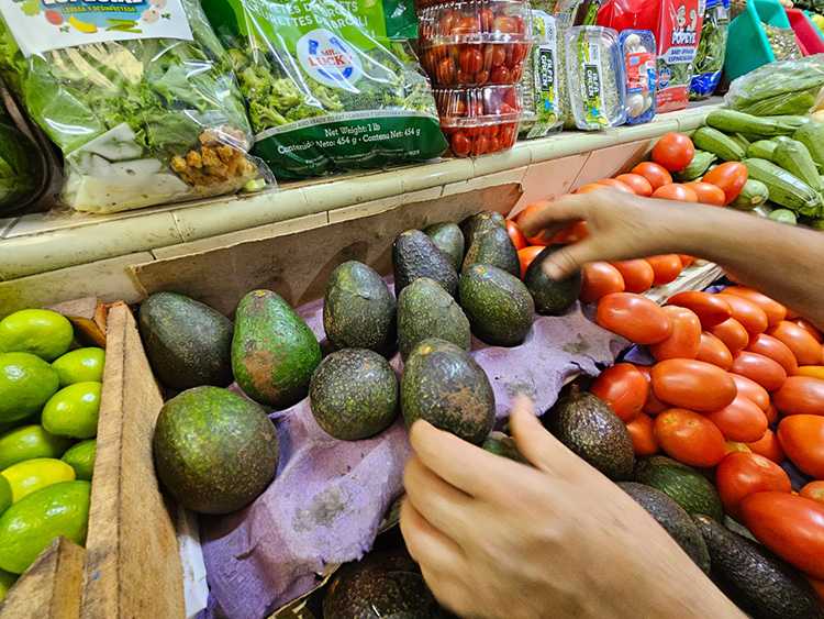 Prevén crecer 5% producción de aguacate